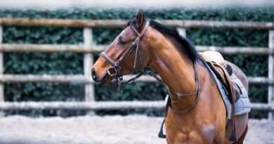 Die Bedeutung der richtigen Sattelanpassung für Pferde
