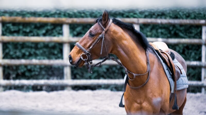 Die Bedeutung der richtigen Sattelanpassung für Pferde