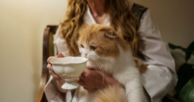 Die richtige Fütterung deiner Katze: Häufigkeit und Portionen