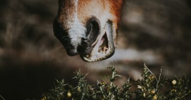Die Bedeutung der regelmäßigen Zahnbehandlung bei Pferden