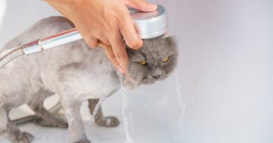 Katzenbaden leicht gemacht: Tipps für eine stressfreie Erfahrung