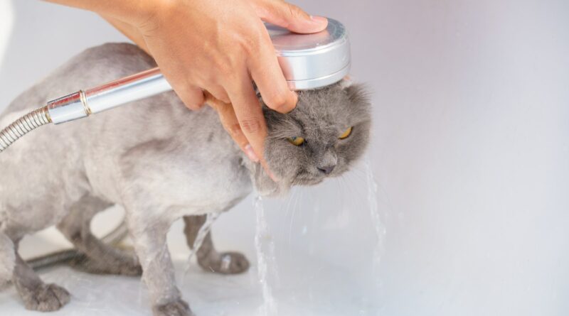 Katzenbaden leicht gemacht: Tipps für eine stressfreie Erfahrung