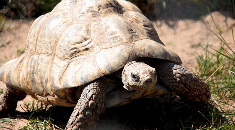 Schildkrötenarten weltweit: Vielfalt und Besonderheiten