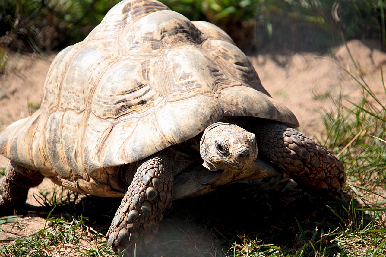 Schildkrötenarten weltweit: Vielfalt und Besonderheiten