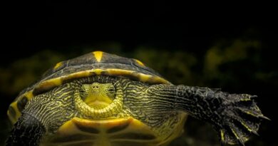 Schildkröten und ihre erstaunlichen Navigationsfähigkeiten
