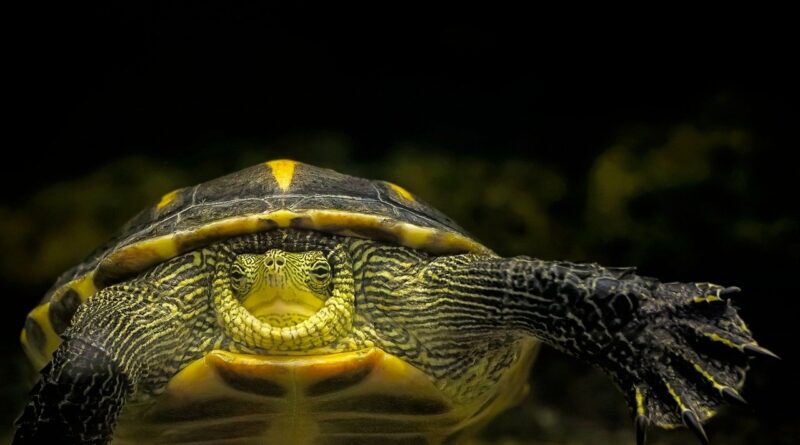 Schildkröten und ihre erstaunlichen Navigationsfähigkeiten