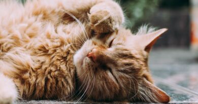 Katzenkrankheiten: Erkennen und Behandeln