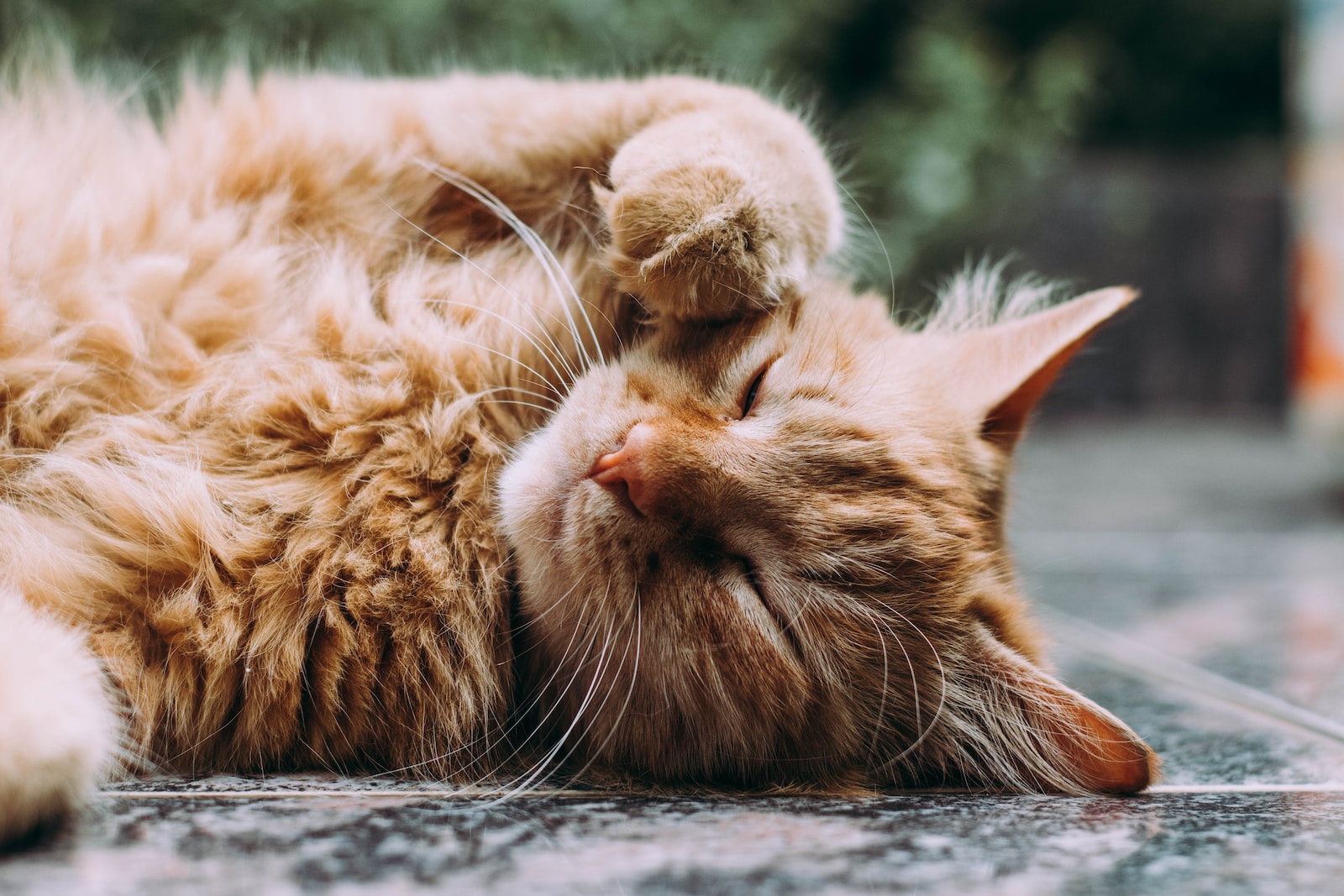 Katzenkrankheiten: Erkennen und Behandeln