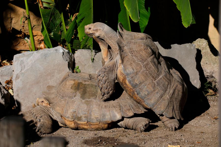 Schildkröten bei der Paarung / Fortpflanzung