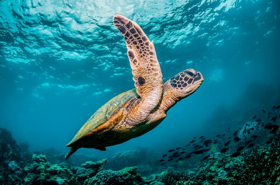 Schildkröte im Ozean am überleben