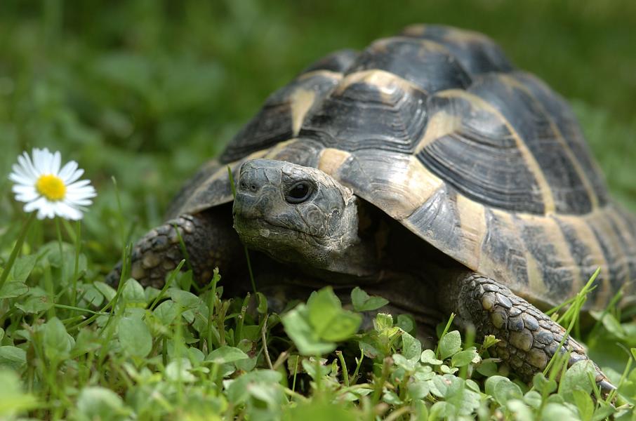 Schildkröte in der Natur als Indikator für die Umwelt