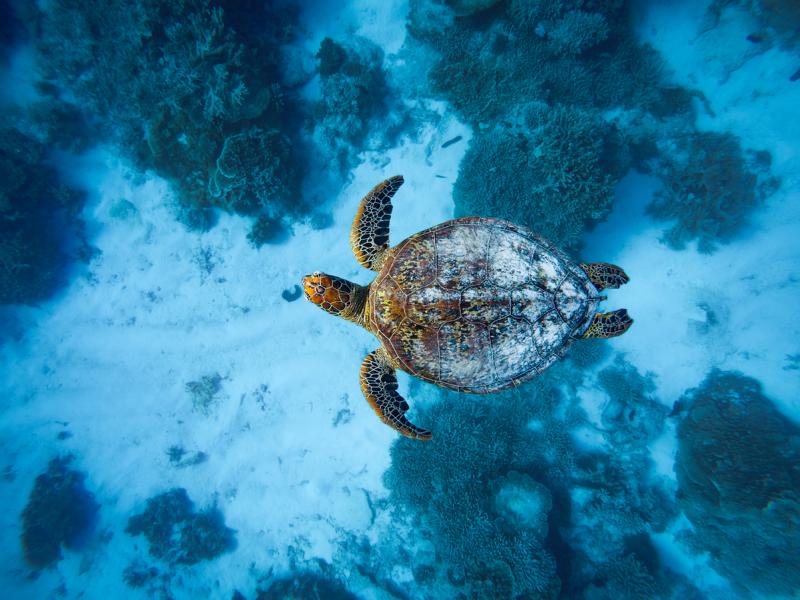 Schildkröte auf der Reise durch den Ozean