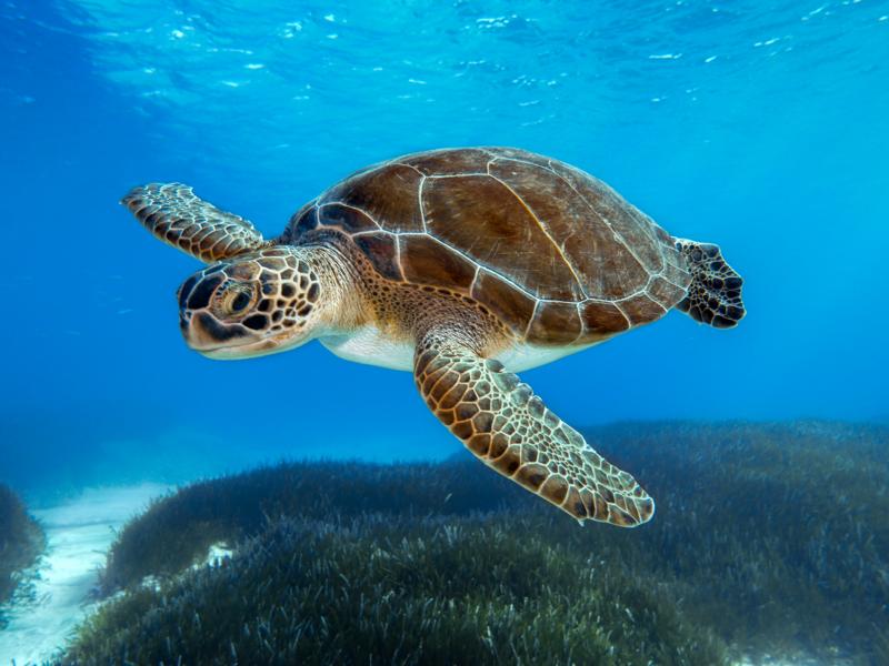 Schildkröte Faszinierend im Wasser