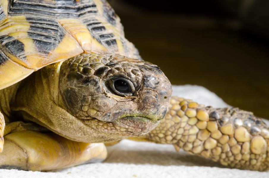 Einblicke einer Schildkröte