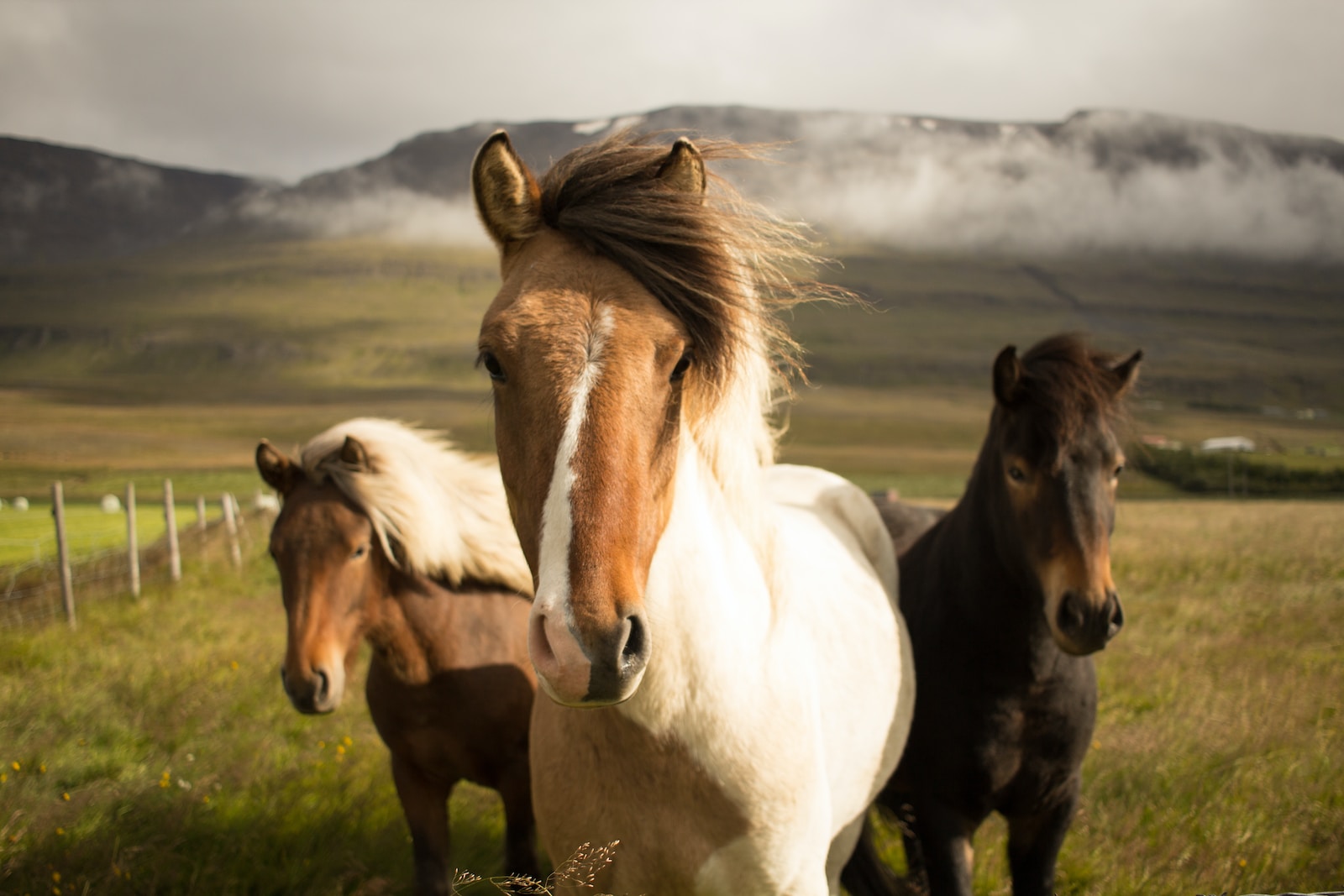 Die verschiedenen Pferderassen und ihre Eigenschaften