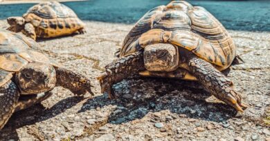 Warum sind Schildkröten so langsam? Die Wissenschaft dahinter