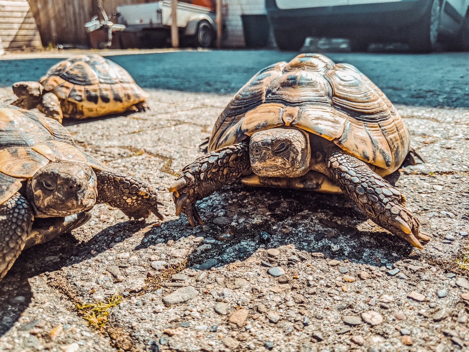 Warum sind Schildkröten so langsam? Die Wissenschaft dahinter