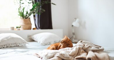 Beschäftigungstipps für alleinbleibende Katzen: Wie Sie Ihre Samtpfote aktiv und glücklich halten