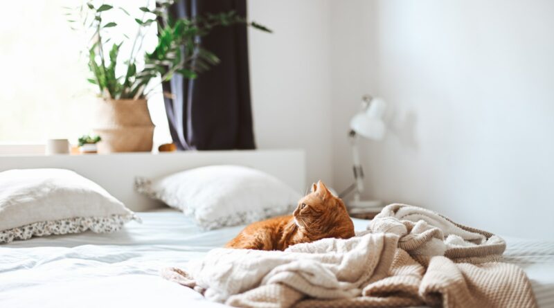 Beschäftigungstipps für alleinbleibende Katzen: Wie Sie Ihre Samtpfote aktiv und glücklich halten