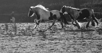 Die Anzeichen und Behandlung von Arthritis bei Pferden: Ein umfassender Leitfaden