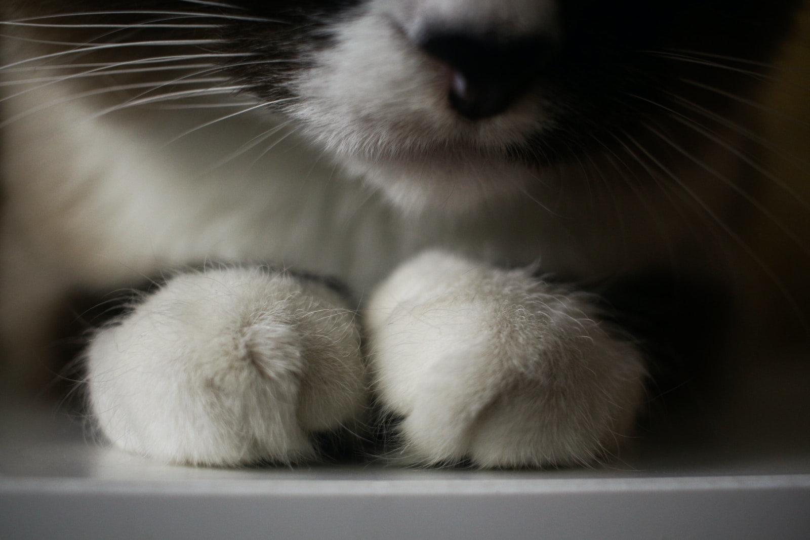 Katzenverhalten verstehen: Die Sprache der Samtpfoten
