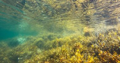 Algenprobleme im Aquarium lösen - Tipps und Tricks für klares Wasser