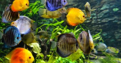 Wie man den Sauerstoffgehalt im Aquarium erhöht - Tipps und Tricks für eine gesunde Unterwasserumgebung