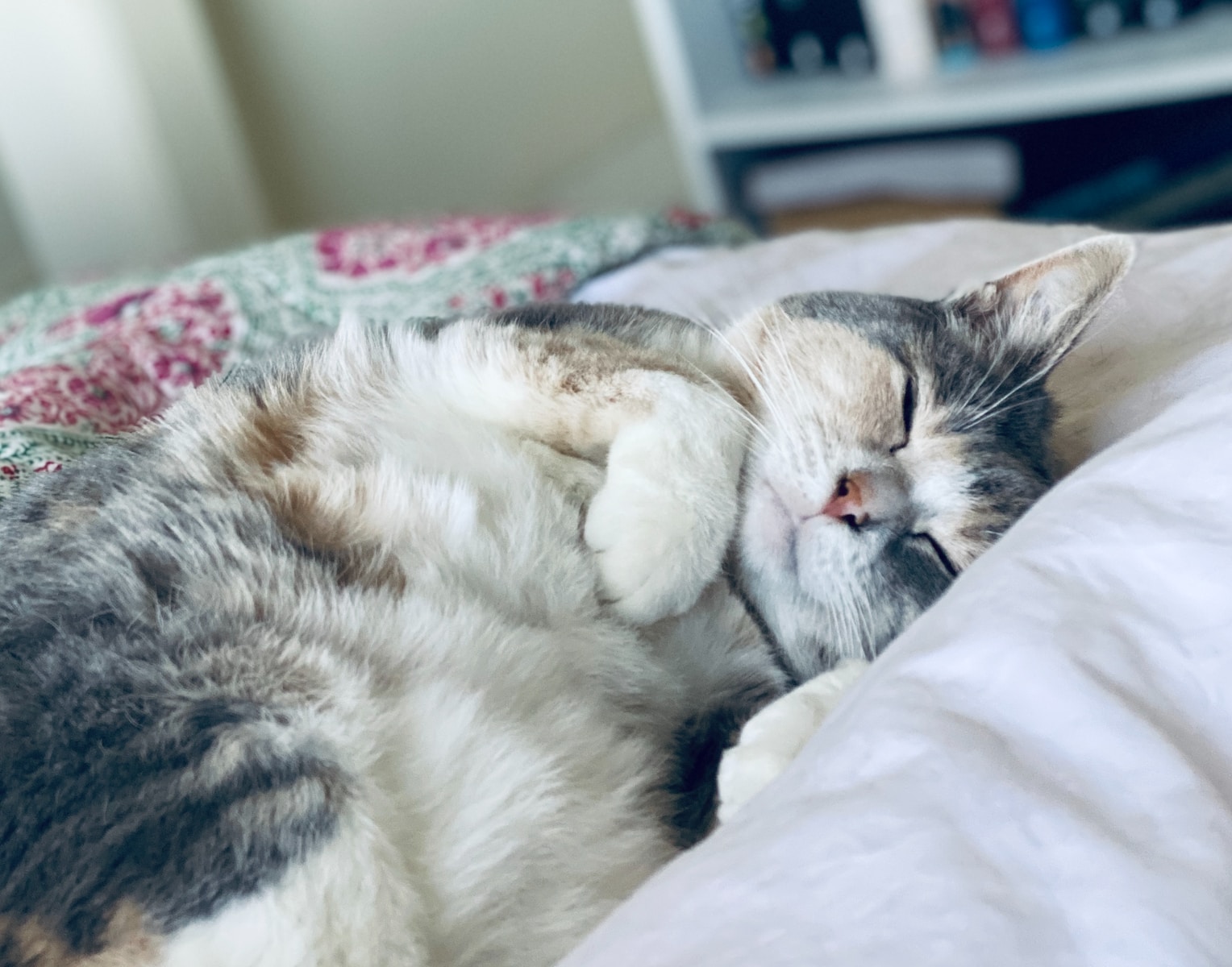 Pflegetipps für glückliche Katzen