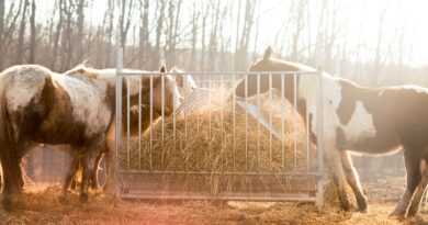 Die Bedeutung der richtigen Fütterung für Pferde