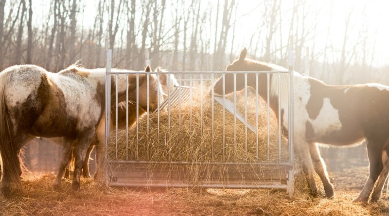 Die Bedeutung der richtigen Fütterung für Pferde