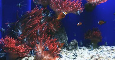 Fische im Aquarium: Welche Tiere können harmonisch zusammenleben?