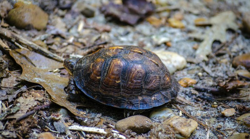 Schildkröten als Haustiere: Alles, was du wissen musst