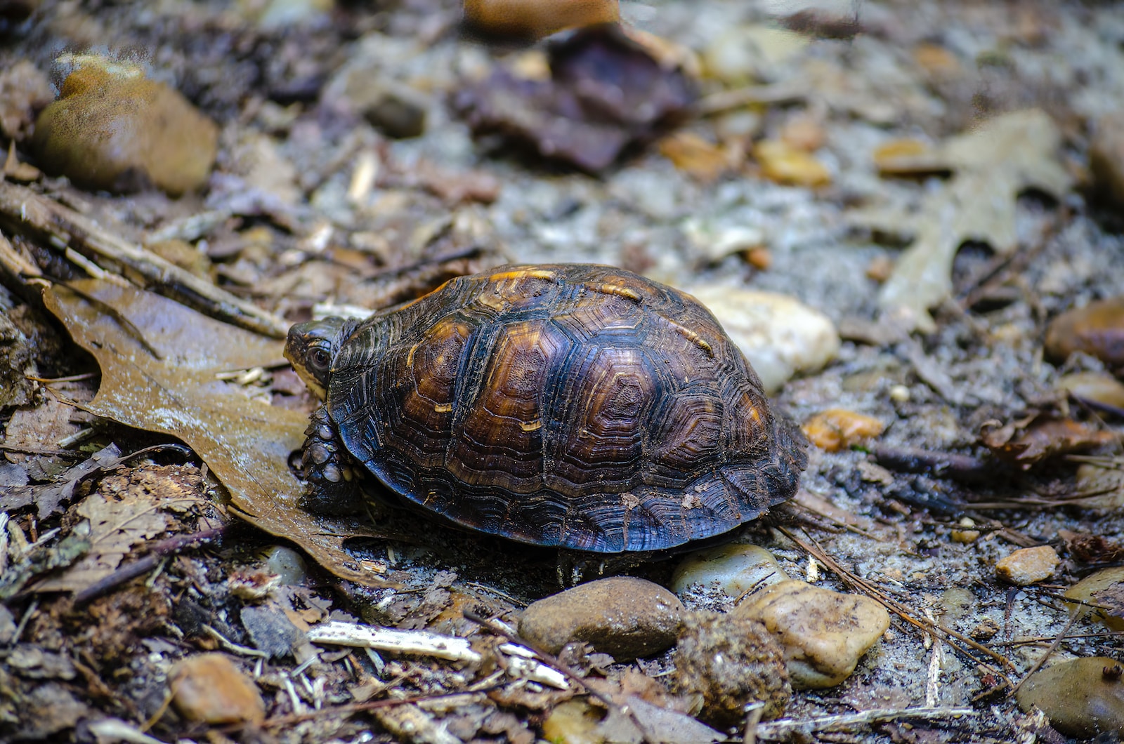 Schildkröten als Haustiere: Alles, was du wissen musst