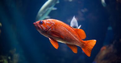 Der Lebenszyklus von Fischen: Vom Ei bis zum erwachsenen Tier - Ein umfassender Überblick