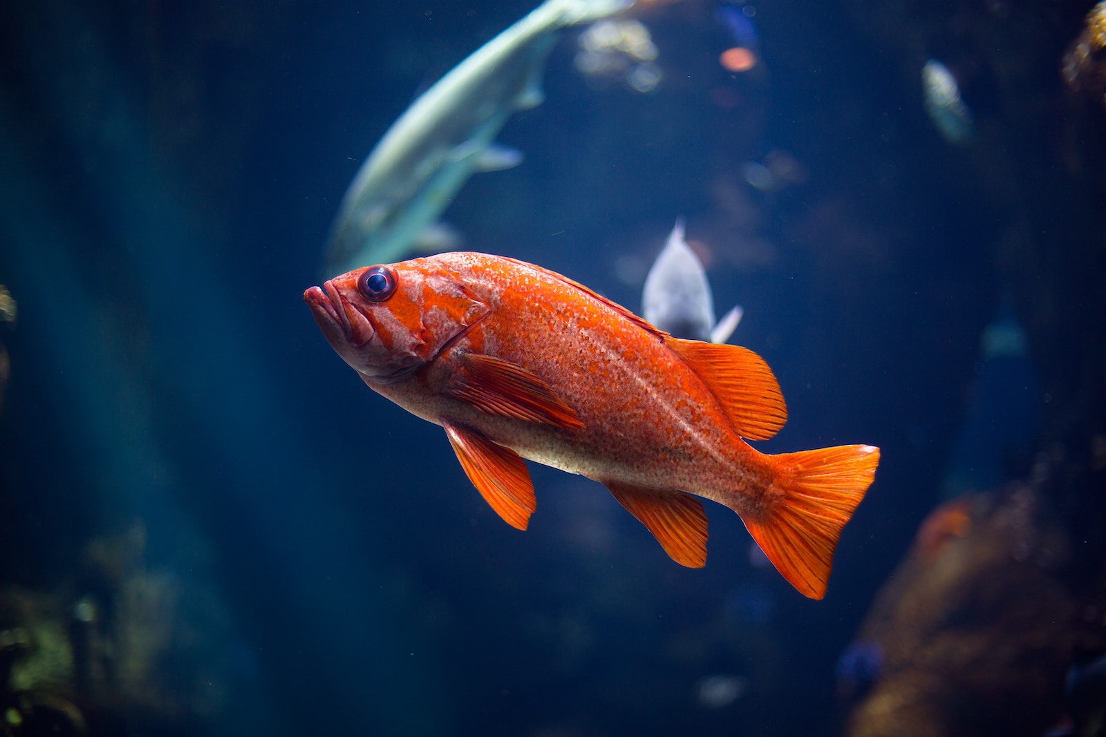Der Lebenszyklus von Fischen: Vom Ei bis zum erwachsenen Tier - Ein umfassender Überblick