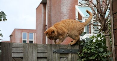 Vorhang-Dilemma: Wie du deine Katze vom Klettern abhältst