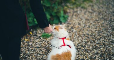 Anti-Biss-Training für Katzen: Tipps für zärtliches Spiel