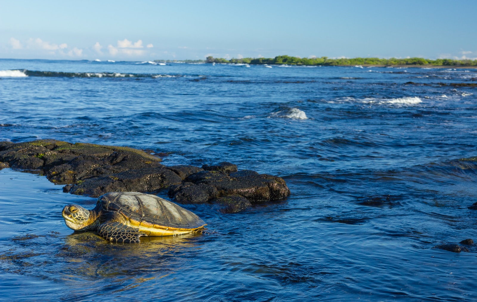 Schildkrötenparadiese: Die schönsten Lebensräume dieser faszinierenden Tiere