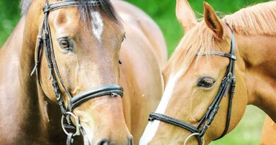 Der Einfluss von Bewegung auf die Gesundheit von Pferden