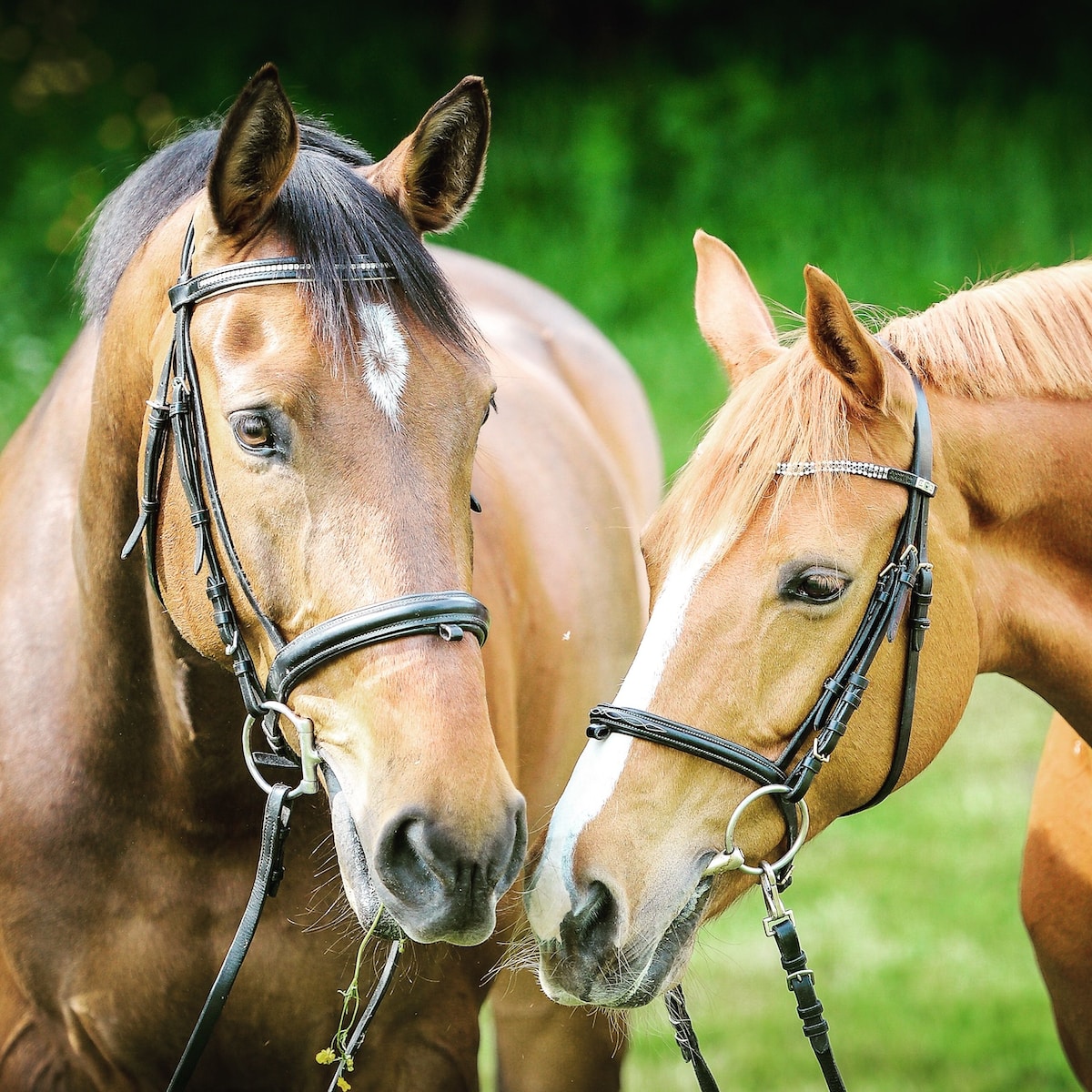 Der Einfluss von Bewegung auf die Gesundheit von Pferden
