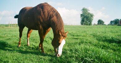 Die Vorteile von Weidegang für Pferde: Gesundheit, Wohlbefinden und mehr