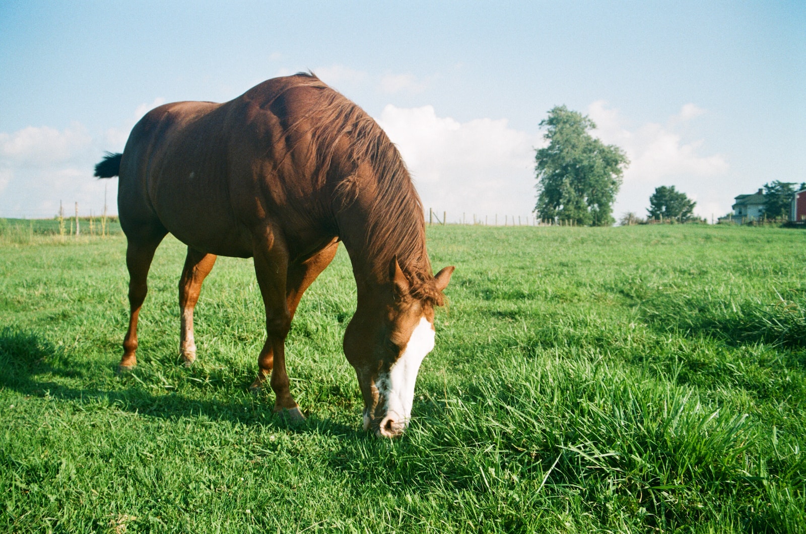 Die Vorteile von Weidegang für Pferde: Gesundheit, Wohlbefinden und mehr