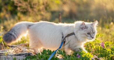 Abenteuer Gassi gehen: Katzen an die Leine gewöhnen