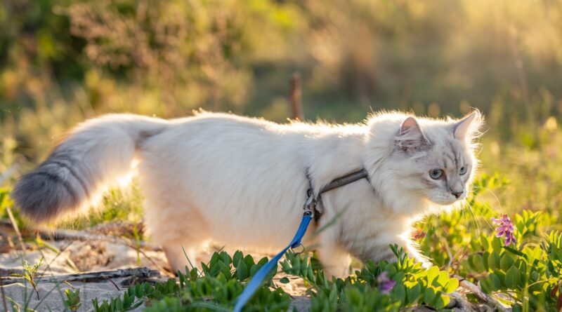 Abenteuer Gassi gehen: Katzen an die Leine gewöhnen