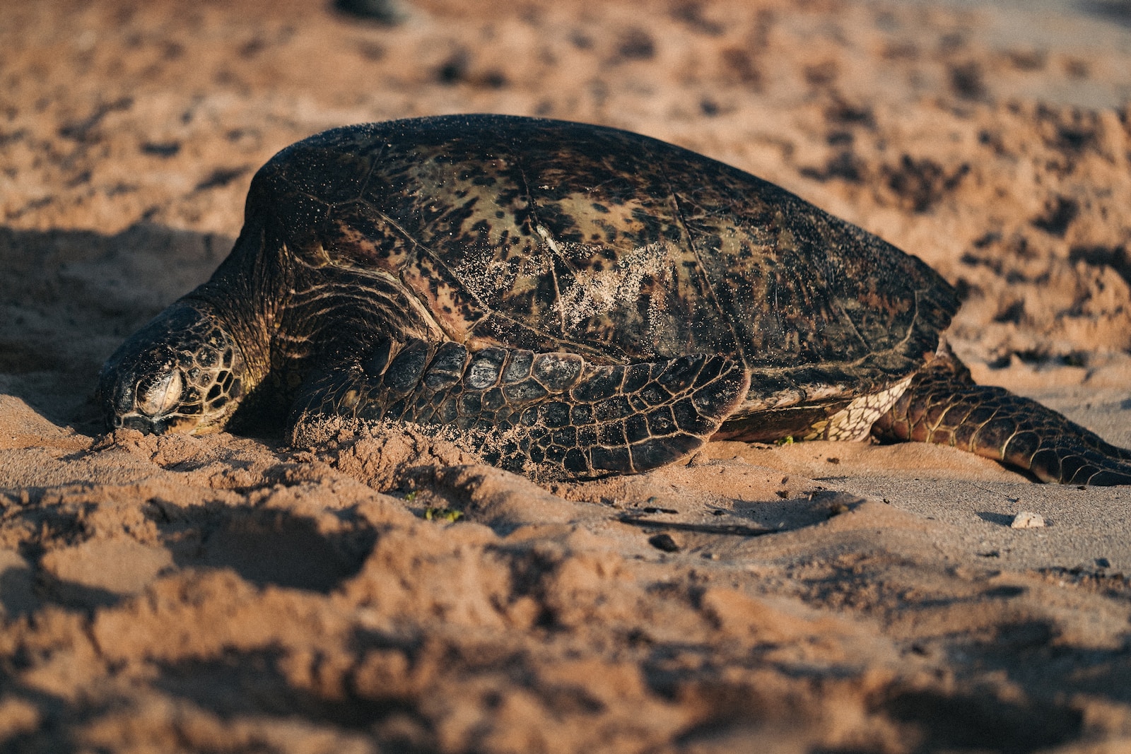Die bedrohten Arten der Schildkröten und ihre Erhaltung