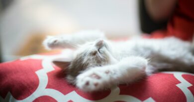 Schlafbedarf bei Katzen: Wie viel Ruhe brauchen sie?