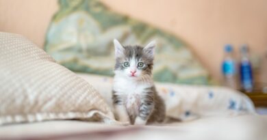 Zimmerpflanzenfreundliche Katzenrassen: Harmonie im Wohnraum