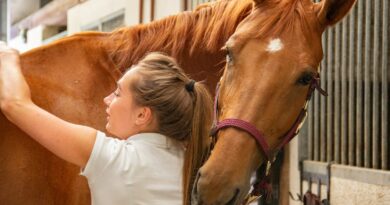 Alles, was Sie über Pferdepflege wissen müssen