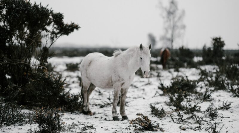 Wie man Pferde auf die kalte Jahreszeit vorbereitet: Tipps und Tricks