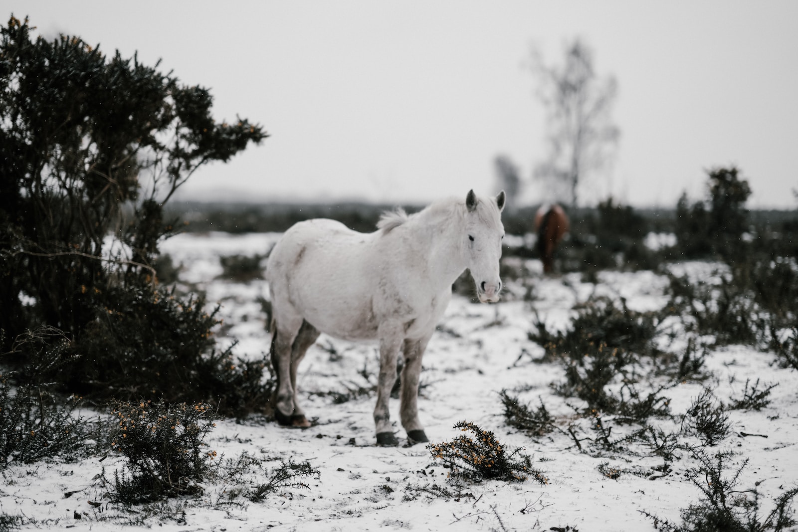 Wie man Pferde auf die kalte Jahreszeit vorbereitet: Tipps und Tricks